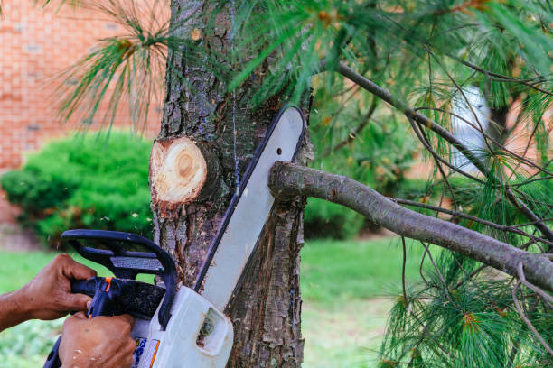 How Our Tree Care Process Works  in  Franklin, IN